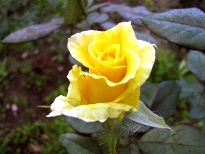 IMG_1541 (700x525, 66Kb)