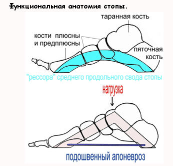 Анатомия ступни человека в картинках