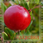  (150x150, 35Kb)
