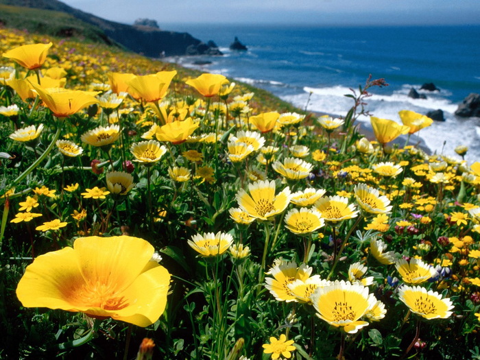 поляна море берег цветы загрузить