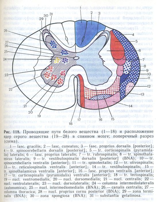 Спинной мозг пути схема