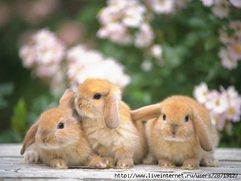Foto 021 (480x360, 20Kb)