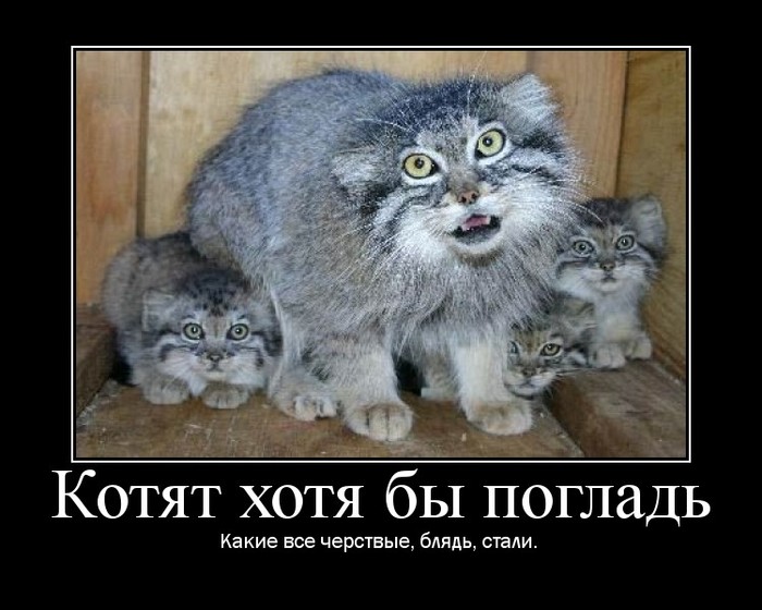 http://img1.liveinternet.ru/images/attach/c/0/34/445/34445106_1225285424_122520025760_5.jpg