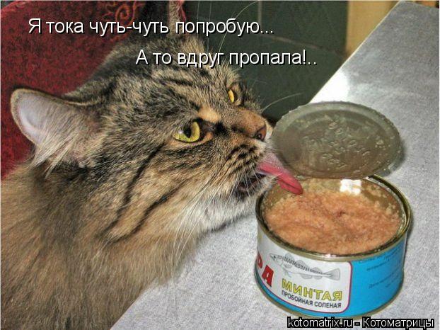 Приколы с котами картинки ржачные