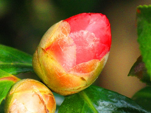  (500x375, 67Kb)