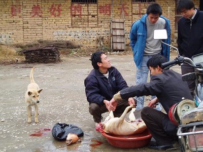 China_dogs_dead (400x300, 40Kb)