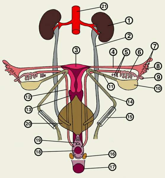 Орган мужской половой системы человека. Анатомия мочеполовой системы женщины. Женская Мочеполовая система схема. Схема мочевыделительной системы у женщин. Матка Мочеполовая система.