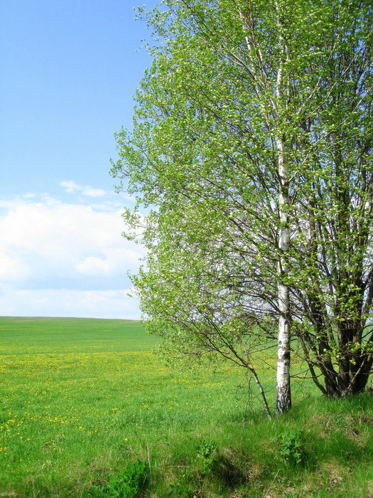 Поле с березками фото