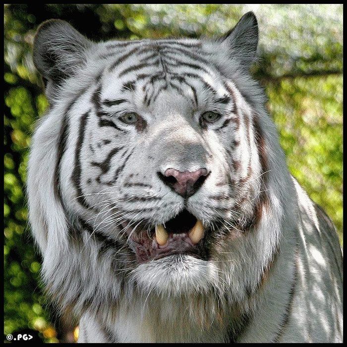  (700x700, 154Kb)