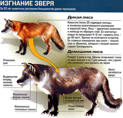Чем отличаются домашние животные от диких. Одомашнивание лисиц эксперимент. Одомашненные лисы. Опыт Беляева по одомашниванию лисиц. Домашняя и Дикая лиса отличия.