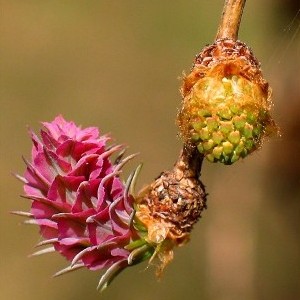  (300x300, 34Kb)