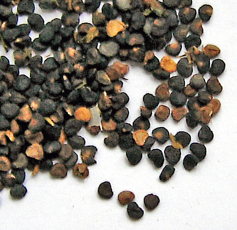 Черные семена похожие. Семена дурмана. Семена черные треугольные. Маленькие круглые семена. Семена крупные черные круглые.