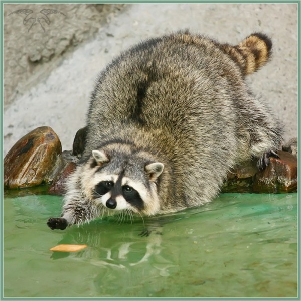  (600x600, 101Kb)