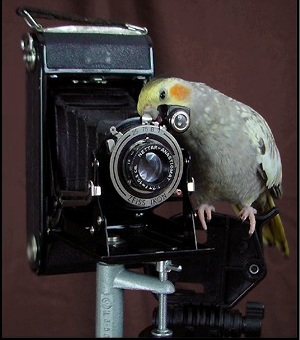  (300x340, 48Kb)