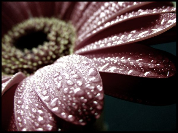  (600x450, 52Kb)