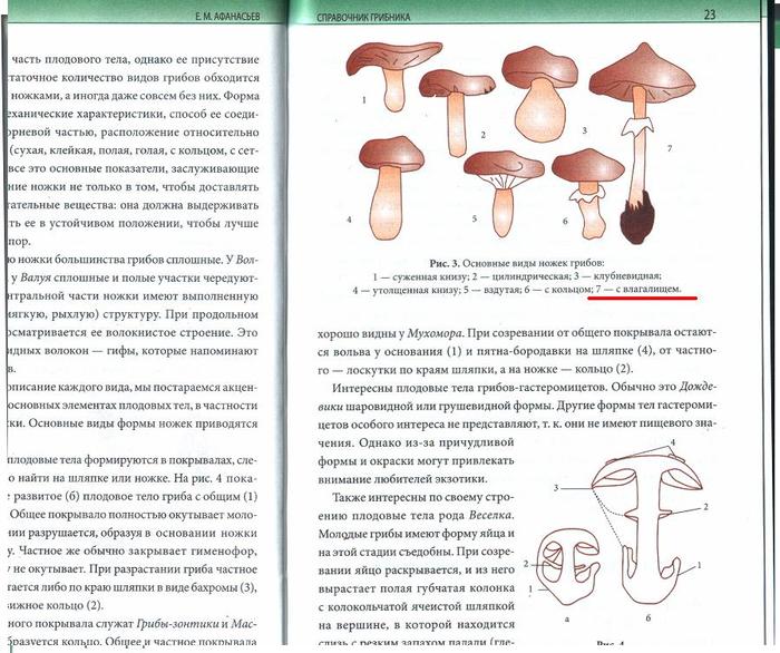 Элемент плодовое. Виды шляпок грибов. Формы плодовых тел грибов. Форма ножки грибов. Общее покрывало гриба.