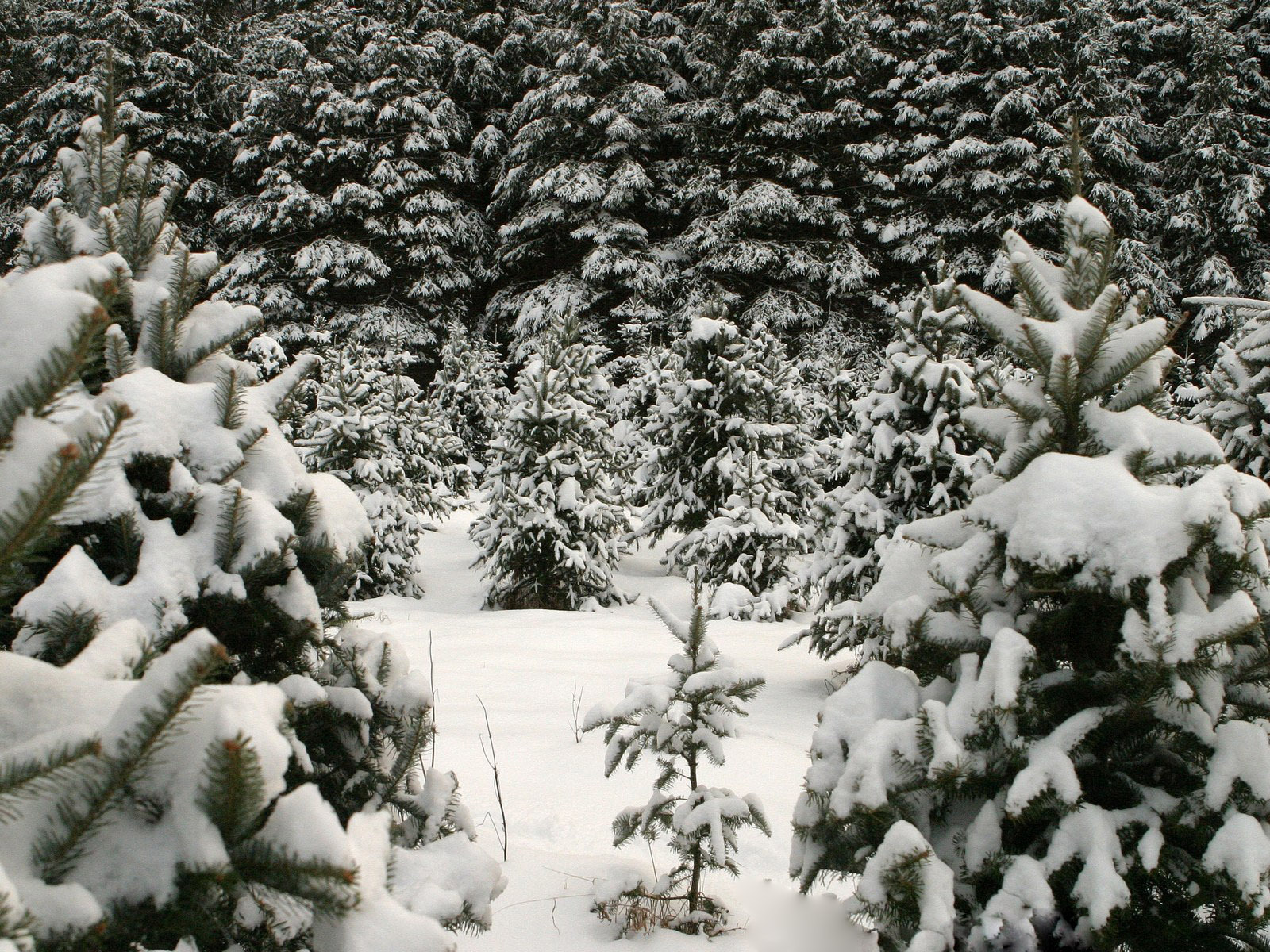 Fur tree