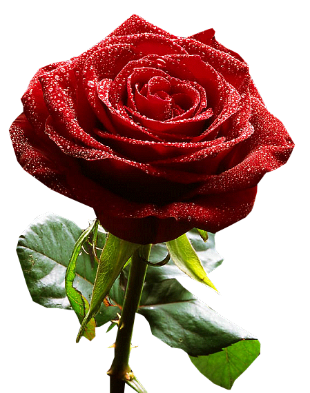 1235027751_34701070_32719166_165z (449x570, 191Kb)