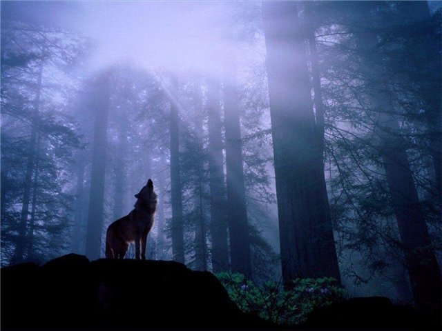 р (640x480, 138Kb)
