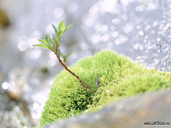 1235849612_1204709136_spring_00077 (700x525, 48Kb)