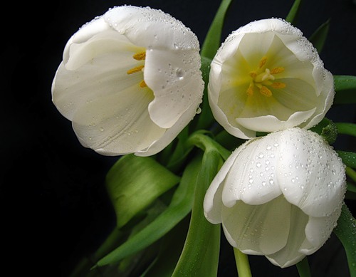 6c0655375fdd (500x389, 39Kb)
