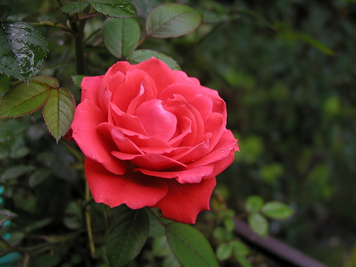 070-bl (700x525, 328Kb)