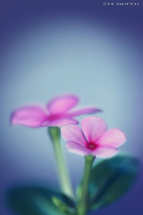 Serenity_by_WindyLife (466x699, 29Kb)