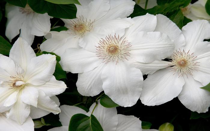 White Clematis 1 (699x437, 39Kb)