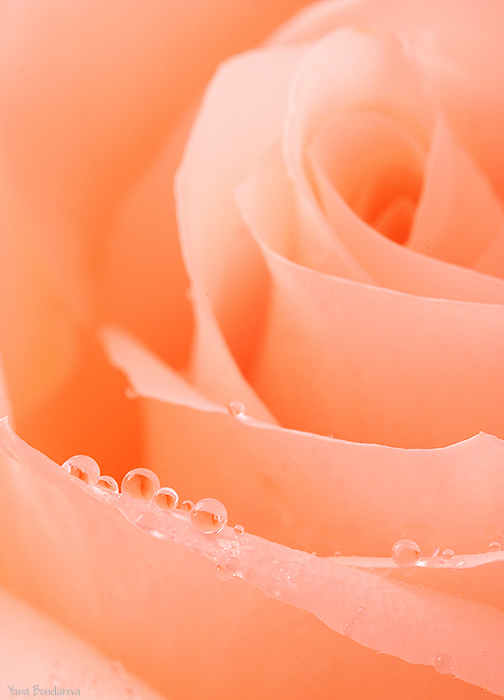  (504x700, 342Kb)