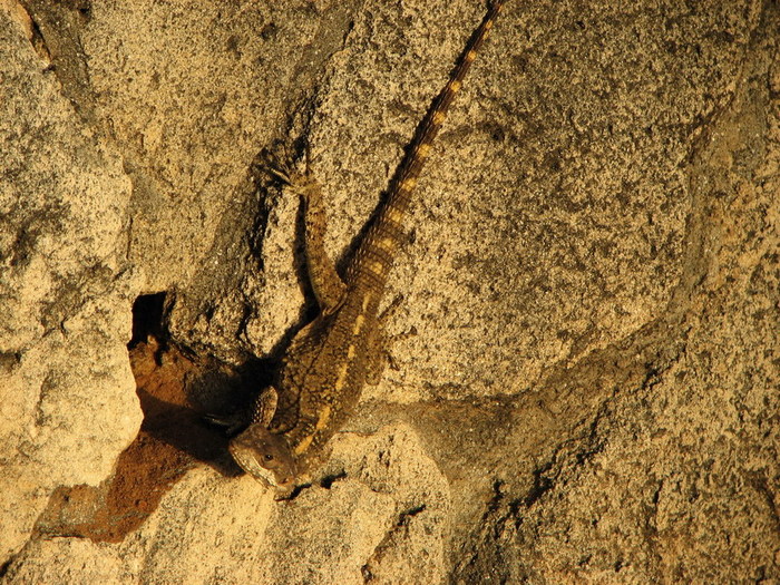IMG_1275 (700x525, 207Kb)