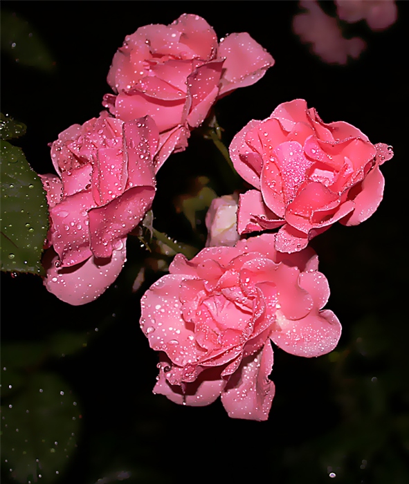 Ночные розы картинки красивые