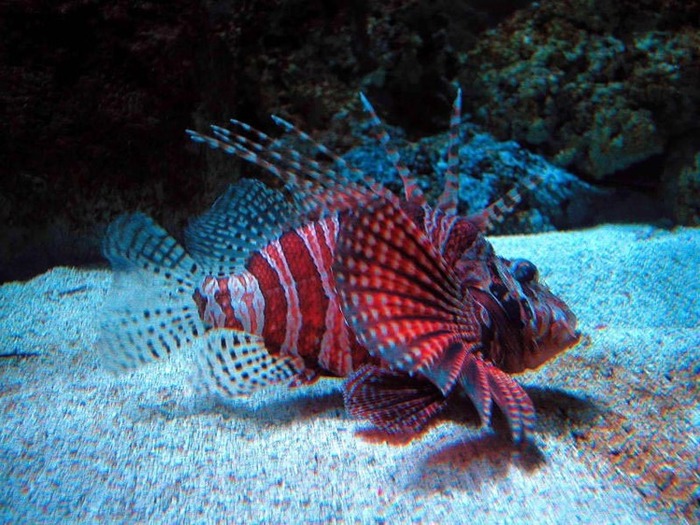 Орнатус рыбка аквариумная фото