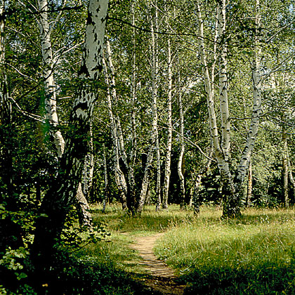 Фото угля березового