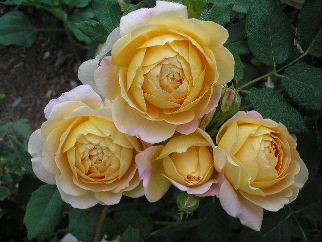 Роза золотая свадьба фото и описание