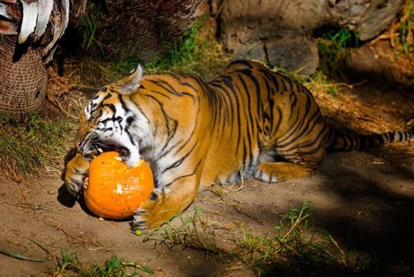 Обед в зоопарке. Тигр ест ягоды. Тигр ест фрукты.