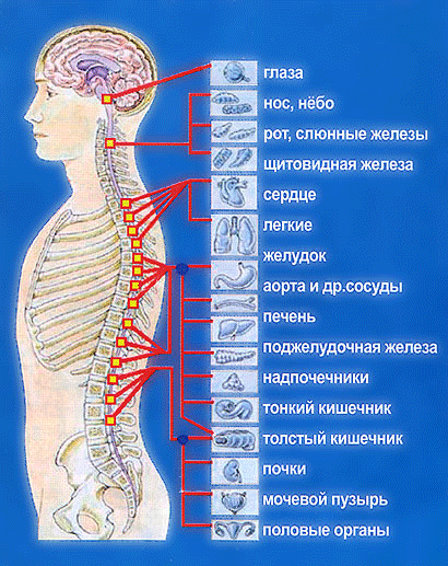 Фото 5 точка у человека