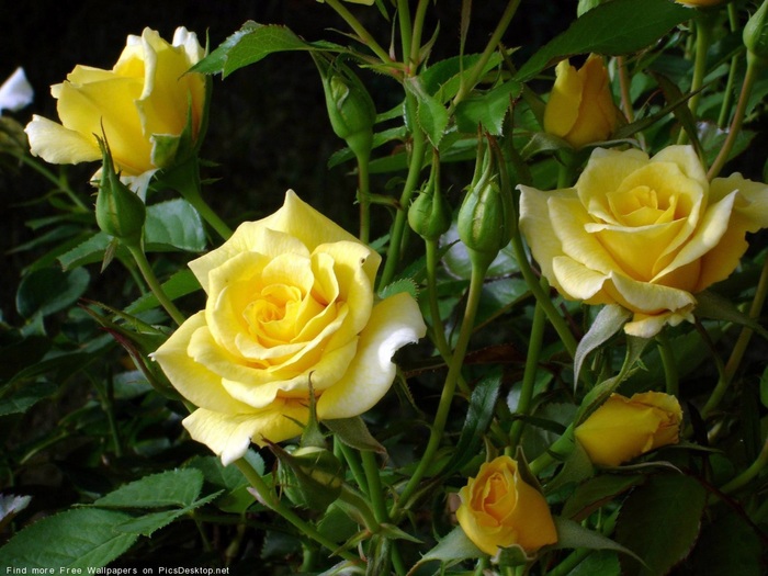 Желтая роза фото и название