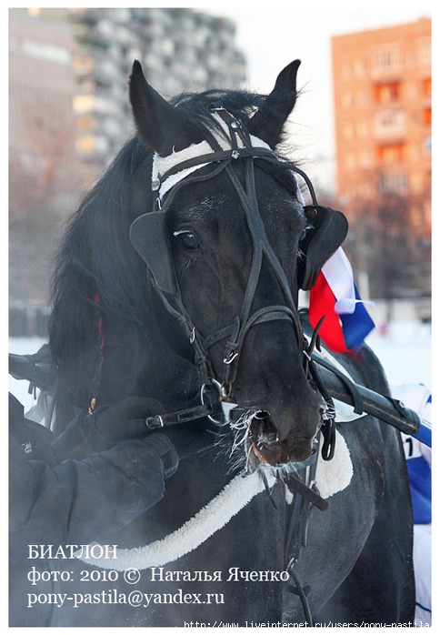 Лошади в москве фото