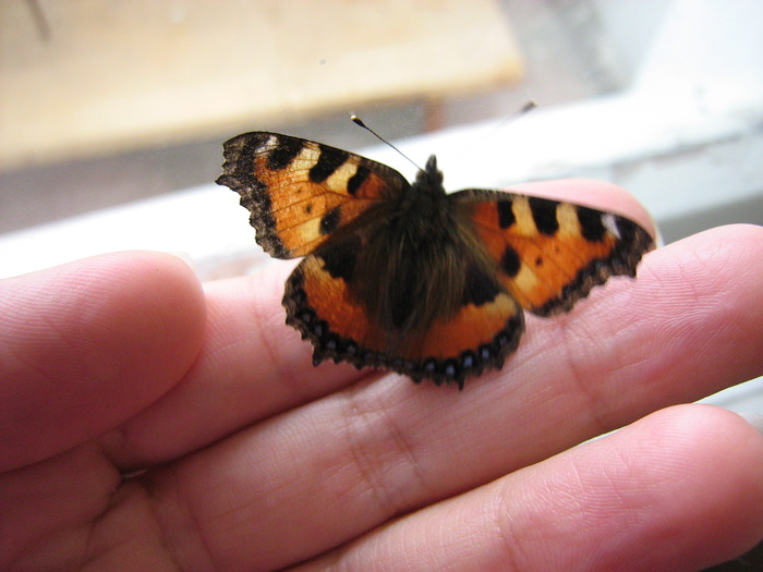 Бабочки влетают в дом. Бабочка Шоколадница. Бабочка Шоколадница залетела в дом. Бабочка Шоколадница фото. Бабочка оранжевая залетела в дом.