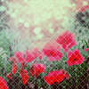  (100x100, 36Kb)
