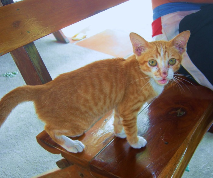  ������ �����