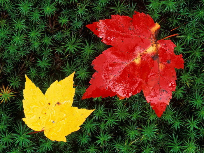 1653548_1189793248_Autumn_Leaves_on_Forest_Floor_Vermont (700x525, 168Kb)