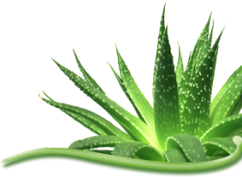 aloe-vera-03 (273x200, 82Kb)