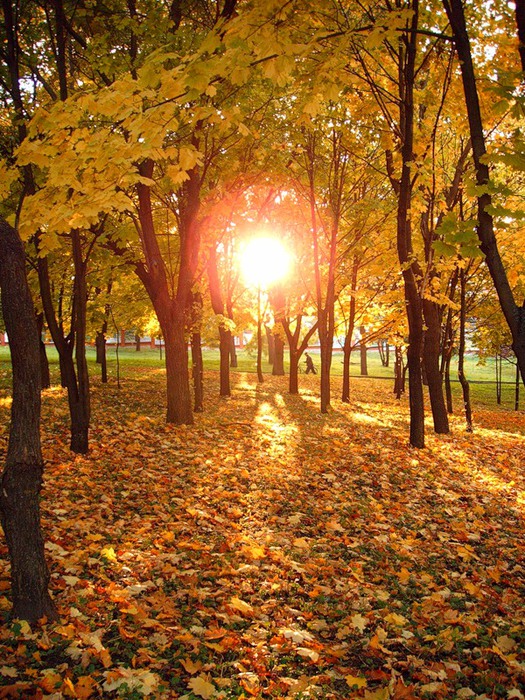 Осеннее Солнце Фото