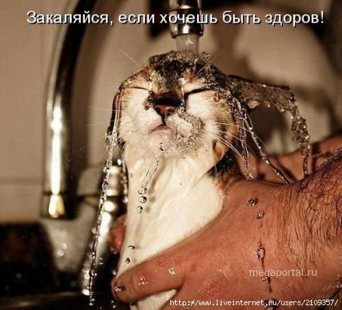  (500x453, 29Kb)