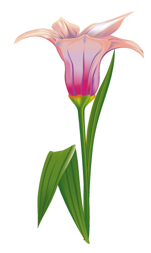 liliy (295x495, 56Kb)
