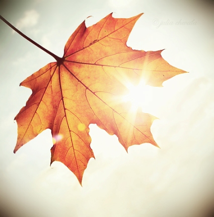 colours_of_autumn__by_julkusiowa (425x430, 93Kb)
