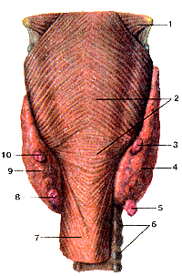 (200x303, 81Kb)