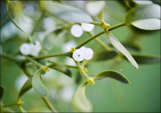 mistletoe-540x380 (540x380, 33Kb)