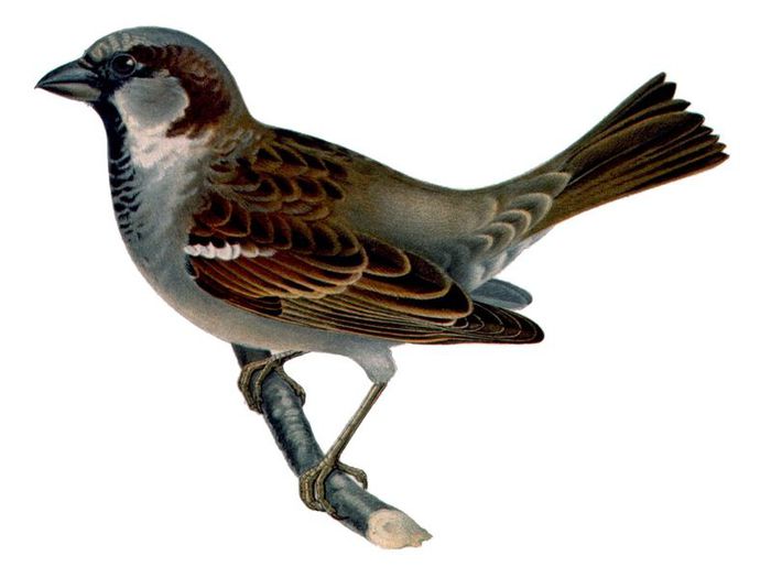   (Passer domesticus)